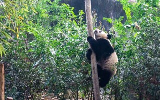 成都重庆四日暴走记，火锅、茶馆与山城的日与夜