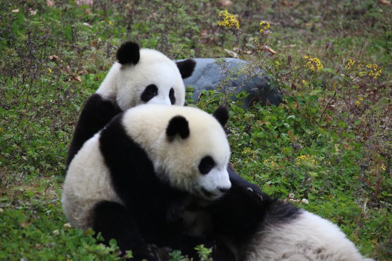 熊猫基地都江堰一日游-第4张图片-四川省中国青年旅行社