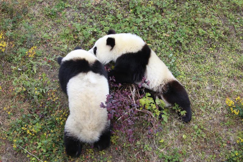 熊猫基地+三星堆一日游-第4张图片-四川省中国青年旅行社 熊猫基地+三星堆一日游-第4张图片-四川省中国青年旅行社